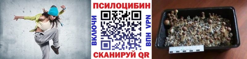 Купить  Ростов  Галлюциногенные грибы MAGIC MUSHROOMS 